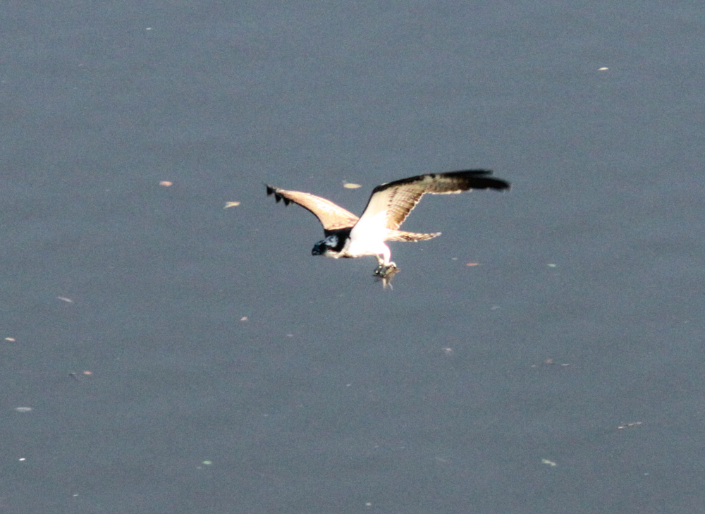 Identificazione rapace